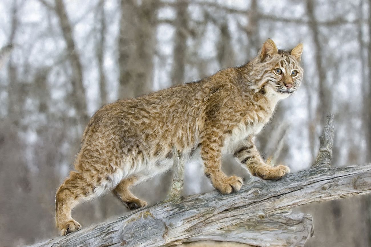 Michigan OKs expanded bobcat hunting season over activists’ concerns